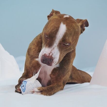 Ruff n' Tumble BumbleTM Durable Super Chewer 2-in-1 Rip and Reveal Dog Toy