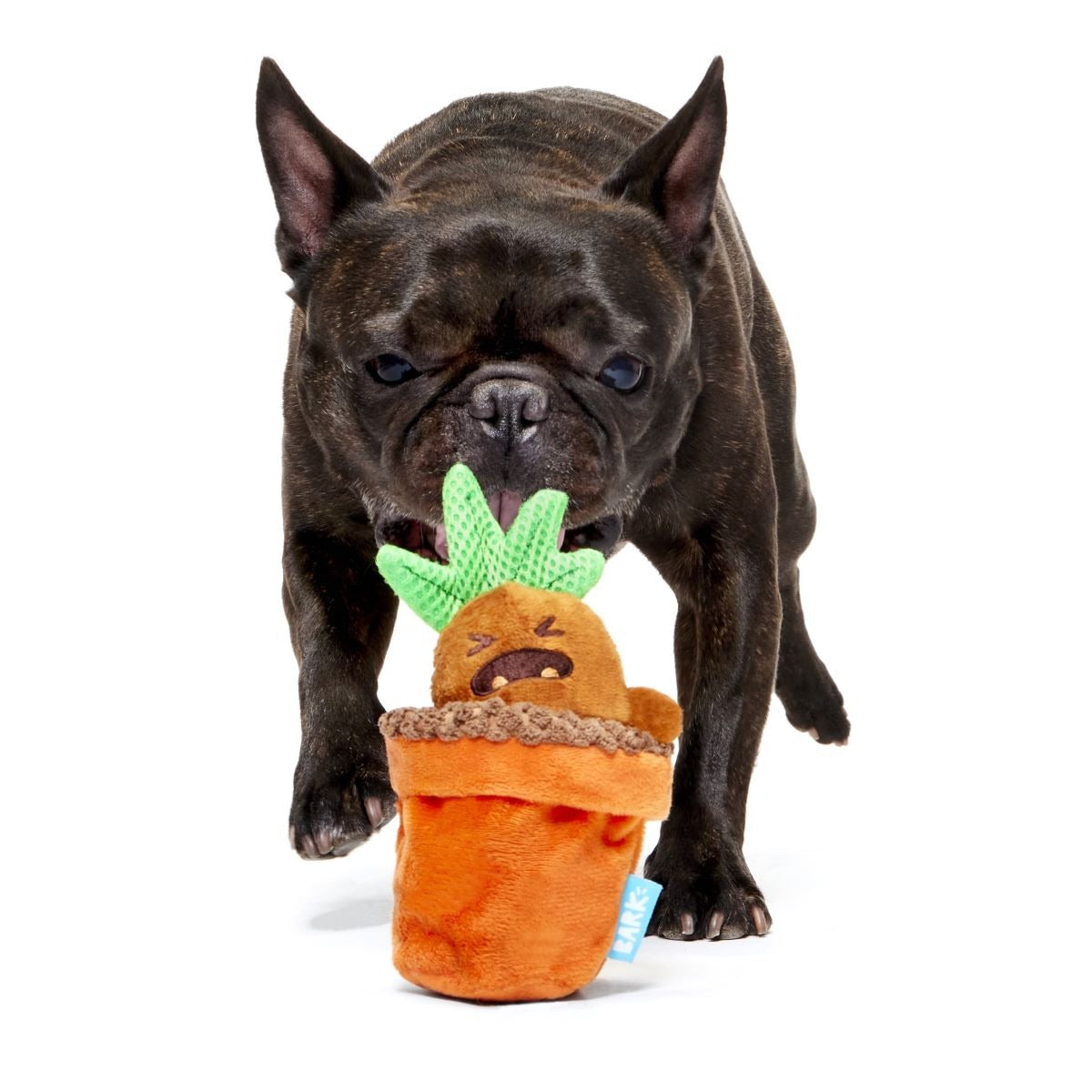 MandrakeTM Plush Tug + Multi-Part Dog Toy