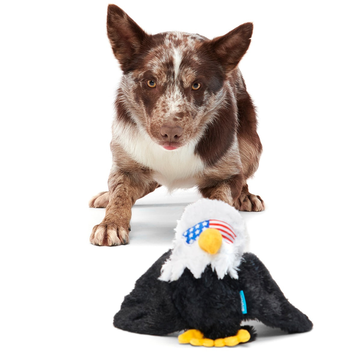 Bold Eagle Plush Tug Dog Toy