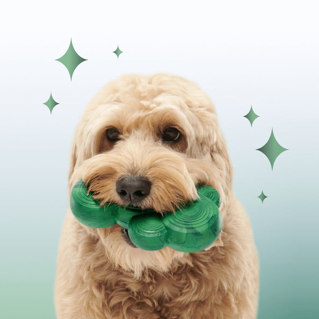 Crystal of the Month Club, Super Chewer Durable Monthly Dog Toys