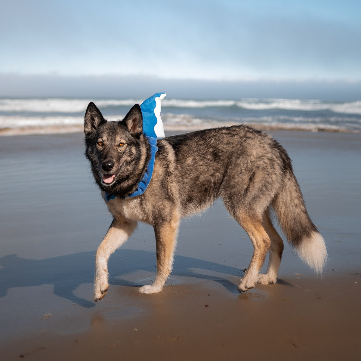 Bark Fin Plush Tug + Wearable Dog Toy