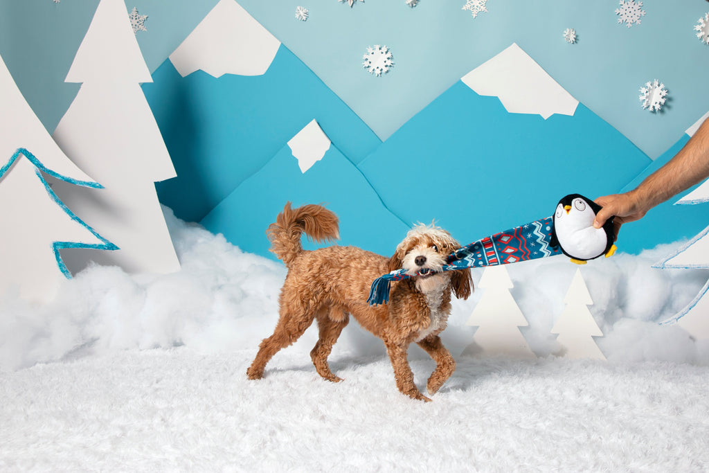 Wooly Willy Plush Tug Dog Toy