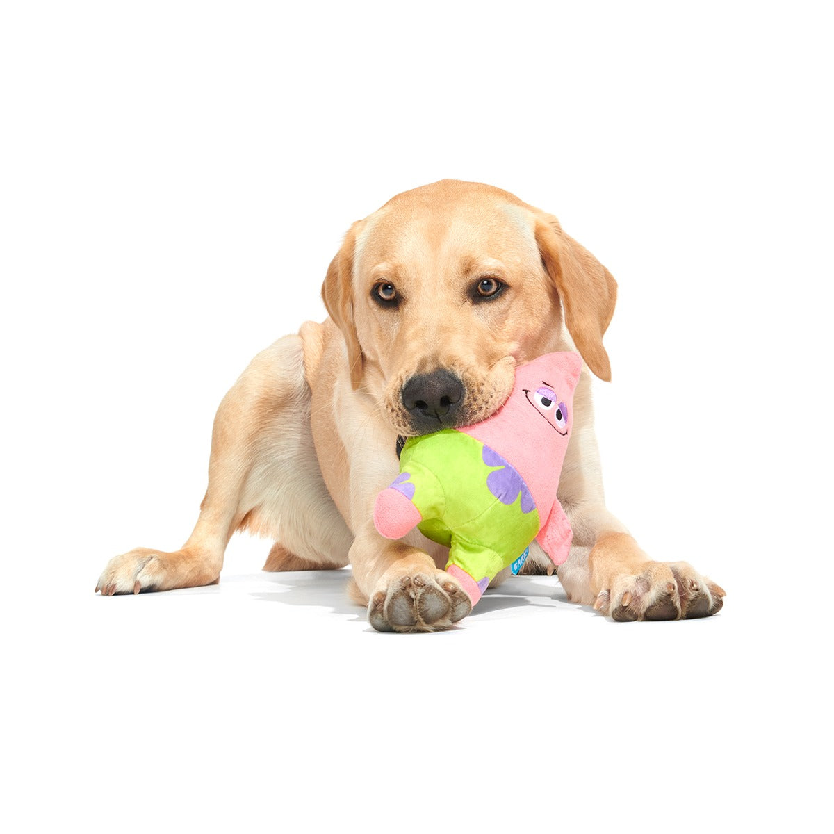 Patrick’s Squeakret Talent Plush 2-in-1 Dog Toy